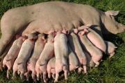 What are the skills of pig farm management?
